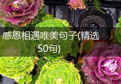 感恩相遇唯美句子(精选50句)