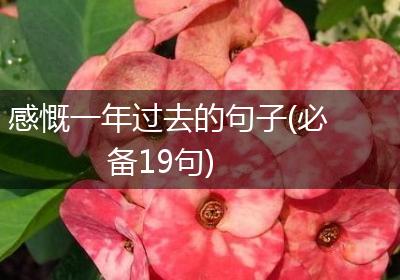 感慨一年过去的句子(必备19句)