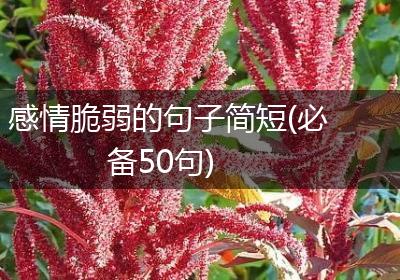 感情脆弱的句子简短(必备50句)