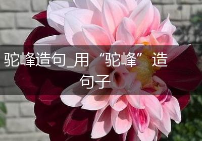 驼峰造句_用“驼峰”造句子