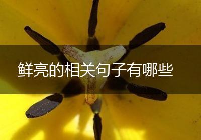 鲜亮的相关句子有哪些