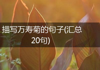 描写万寿菊的句子(汇总20句)