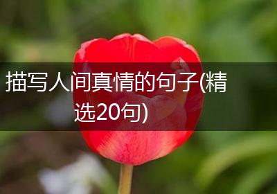描写人间真情的句子(精选20句)