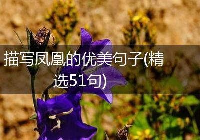 描写凤凰的优美句子(精选51句)