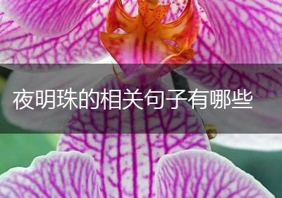 夜明珠的相关句子有哪些