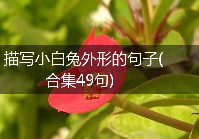 描写小白兔外形的句子(合集49句)