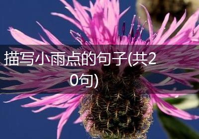描写小雨点的句子(共20句)
