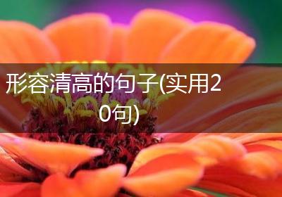 形容清高的句子(实用20句)