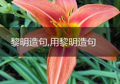黎明造句,用黎明造句