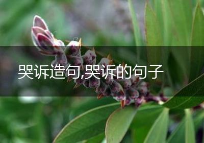 哭诉造句,哭诉的句子
