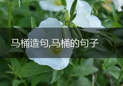 马桶造句,马桶的句子