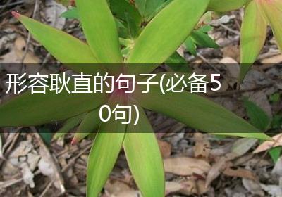 形容耿直的句子(必备50句)