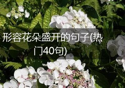 形容花朵盛开的句子(热门40句)