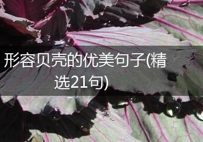 形容贝壳的优美句子(精选21句)