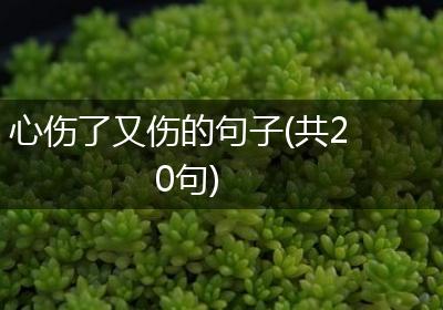 心伤了又伤的句子(共20句)