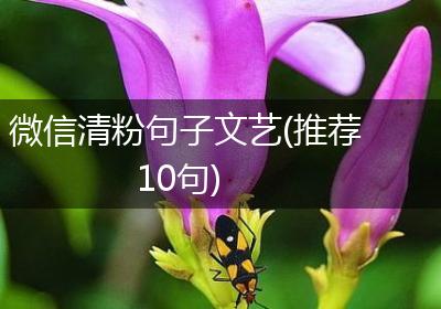微信清粉句子文艺(推荐10句)