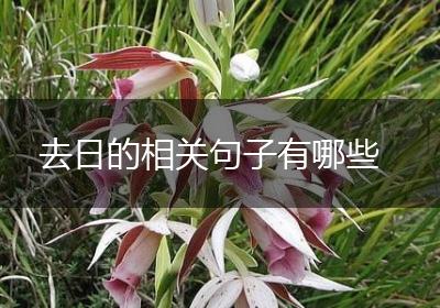 去日的相关句子有哪些