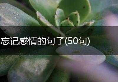 忘记感情的句子(50句)