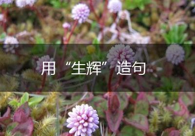 用“生辉”造句