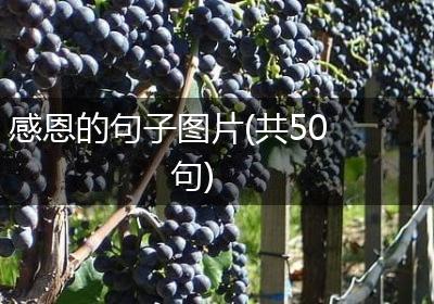 感恩的句子图片(共50句)