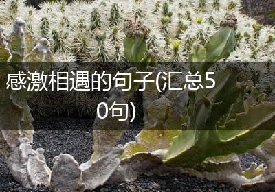感激相遇的句子(汇总50句)
