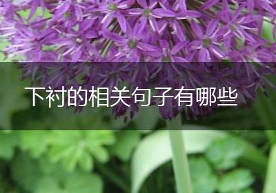 下衬的相关句子有哪些