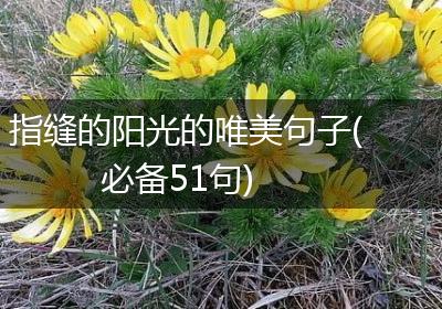 指缝的阳光的唯美句子(必备51句)