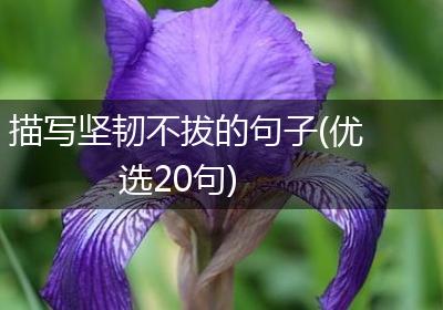 描写坚韧不拔的句子(优选20句)