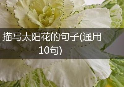 描写太阳花的句子(通用10句)