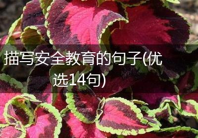 描写安全教育的句子(优选14句)