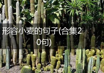 形容小麦的句子(合集20句)