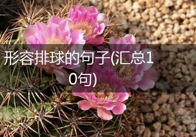 形容排球的句子(汇总10句)