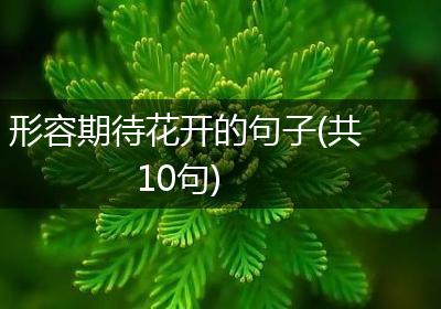形容期待花开的句子(共10句)