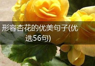 形容杏花的优美句子(优选56句)