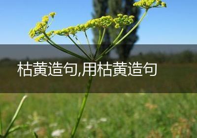 枯黄造句,用枯黄造句