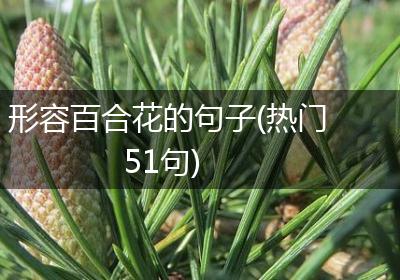 形容百合花的句子(热门51句)