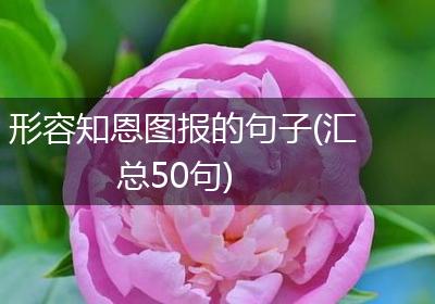 形容知恩图报的句子(汇总50句)