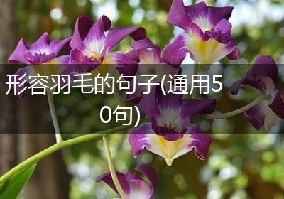 形容羽毛的句子(通用50句)