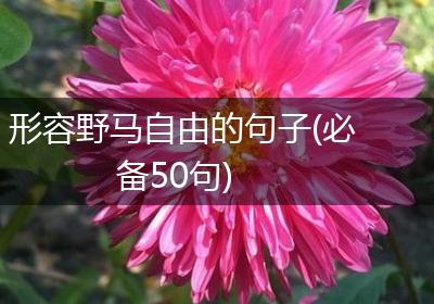 形容野马自由的句子(必备50句)