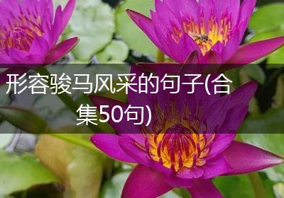 形容骏马风采的句子(合集50句)