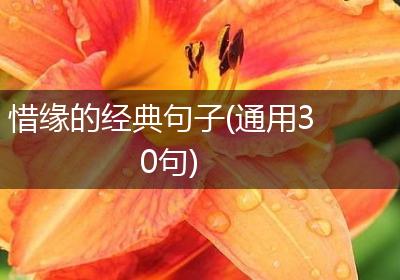 惜缘的经典句子(通用30句)