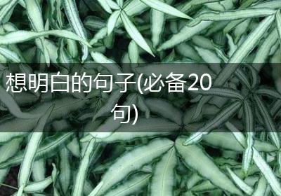 想明白的句子(必备20句)