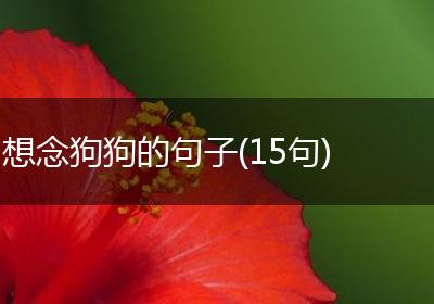 想念狗狗的句子(15句)