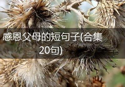 感恩父母的短句子(合集20句)