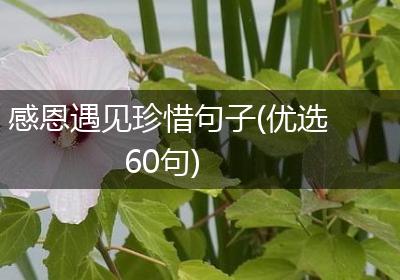 感恩遇见珍惜句子(优选60句)