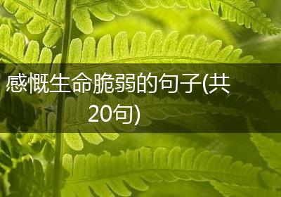 感慨生命脆弱的句子(共20句)