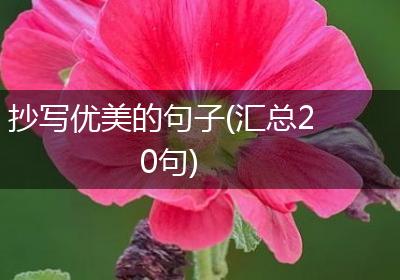 抄写优美的句子(汇总20句)