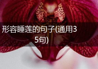 形容睡莲的句子(通用35句)