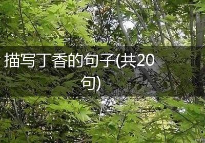 描写丁香的句子(共20句)