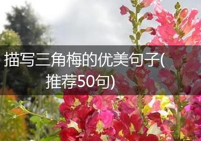 描写三角梅的优美句子(推荐50句)